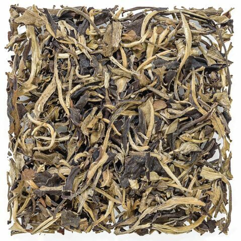Old Tree Yue Guan Bai, Moon Light White Pu'erh